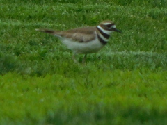 Charadrius vociferus