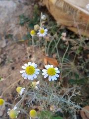 Matricaria chamomilla