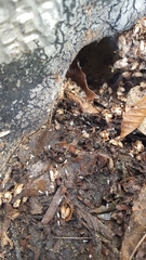 Paratrechina longicornis