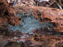 Byssocorticium pulchrum