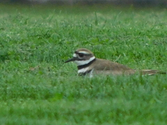Charadrius vociferus