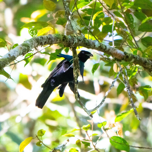 Lophorina superba observed 2026-06-19