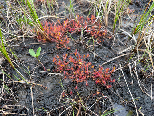 Great Sundew