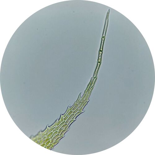 Thuidium assimile observed 2026-07-13