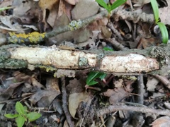 Vuilleminia comedens