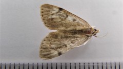 Anania tertialis