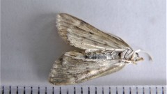 Anania tertialis