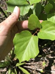 Styrax platanifolius