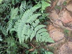 Dryopteris paleolata