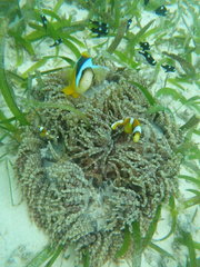 Heteractis aurora