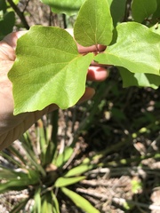 Styrax platanifolius
