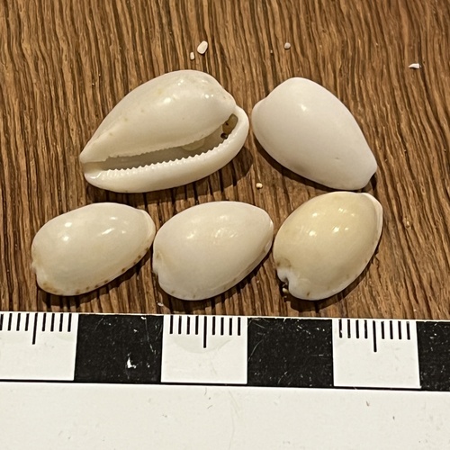 Notocypraea pulicaria observed 2026-07-14