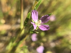 Clarkia gracilis