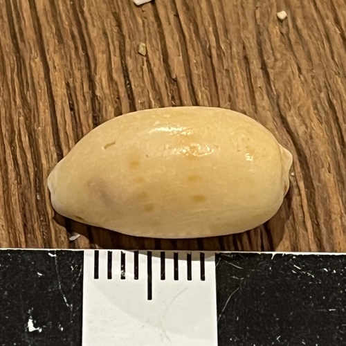 Notocypraea pulicaria observed 2026-07-14