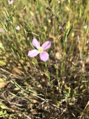 Clarkia gracilis