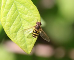 Syrphus knabi