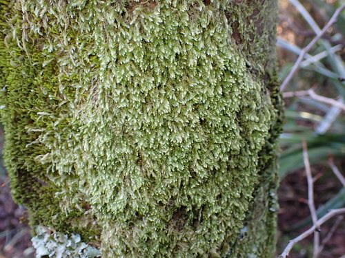 Dichelodontium nitidum observed 2026-07-11