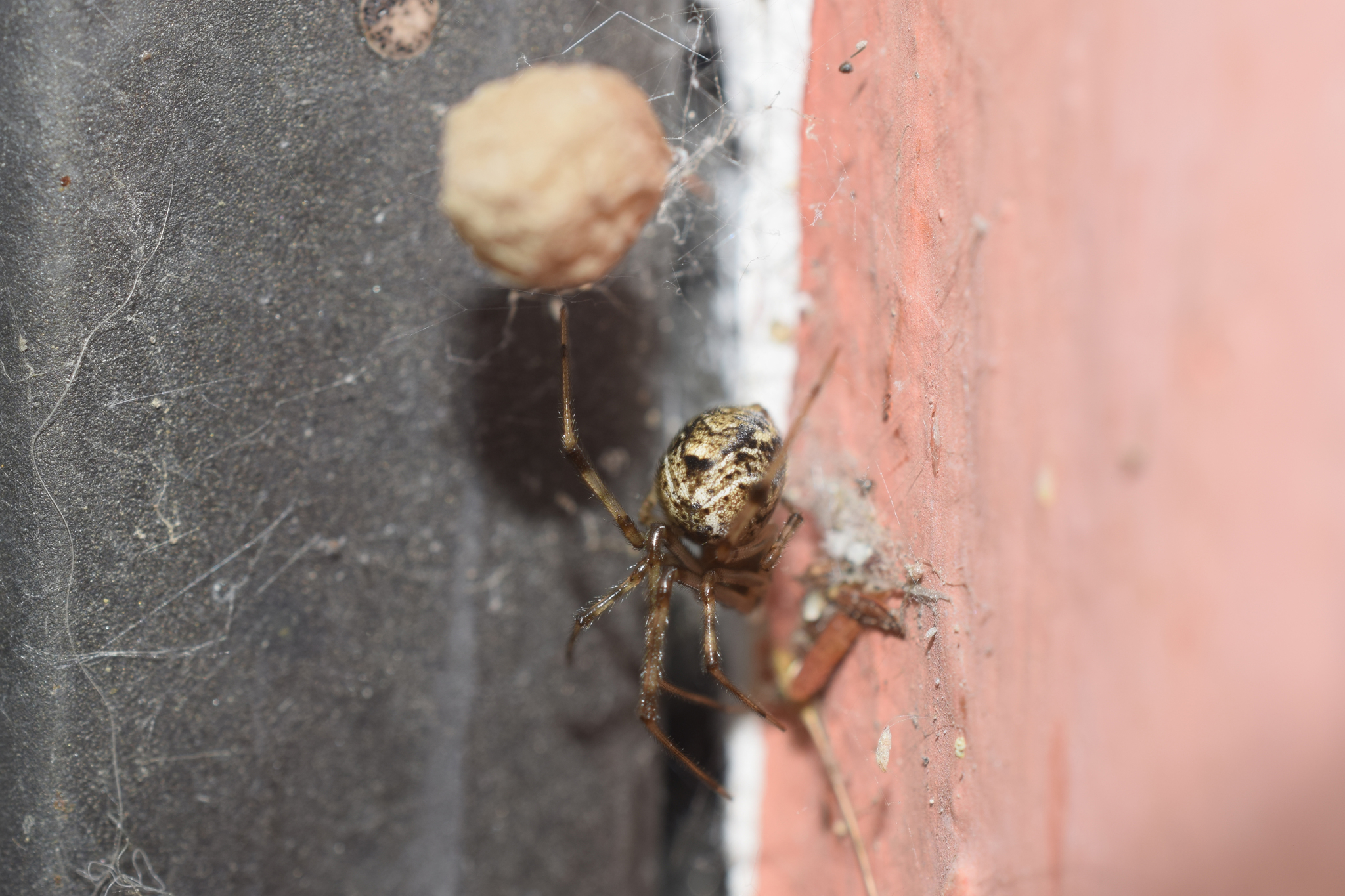 Parasteatoda image