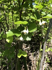 Styrax platanifolius