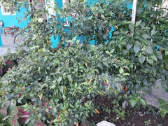 Capsicum annuum conoides