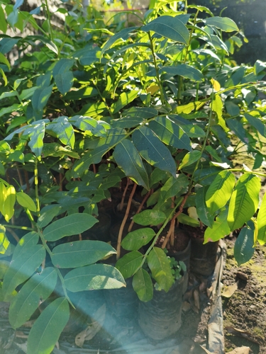 Tonka Bean Tree