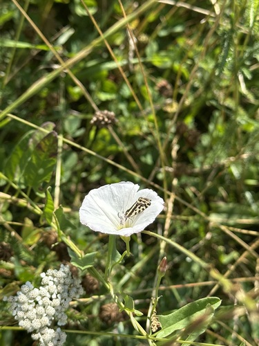 Spotted Sulphur