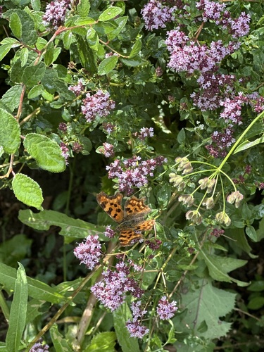 European Comma