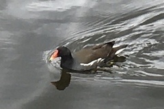 Gallinula chloropus