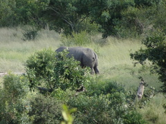 Ceratotherium simum