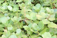 Crassula multicava multicava