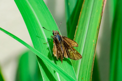 Torbenlarsenia gemella