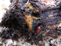 Botryobasidium simile