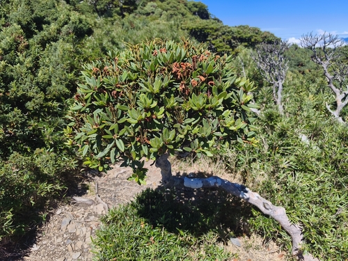 Rhododendron pseudochrysanthum, photograph 3
