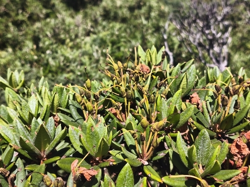 Rhododendron pseudochrysanthum, photograph 4