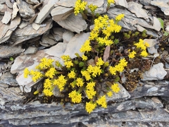 Sedum morrisonense, photograph (c) Ben Costamagna, some rights reserved (CC BY)
