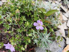Geranium hayatanum, photograph (c) Ben Costamagna, some rights reserved (CC BY)