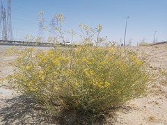 Haplophyllum tuberculatum