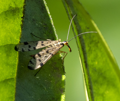Panorpa vulgaris