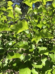 Styrax platanifolius