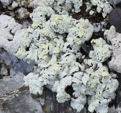 Squamarina lentigera