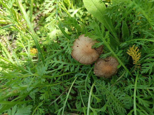 Kruchaweczka wąskoblaszkowa