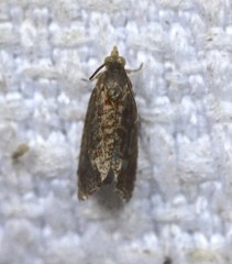 Cryptaspasma sordida