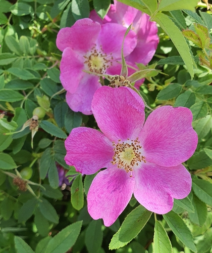 Rosa davurica, photograph 6