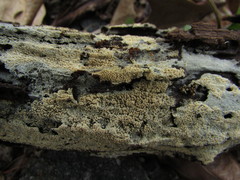 Hyphodontia arguta