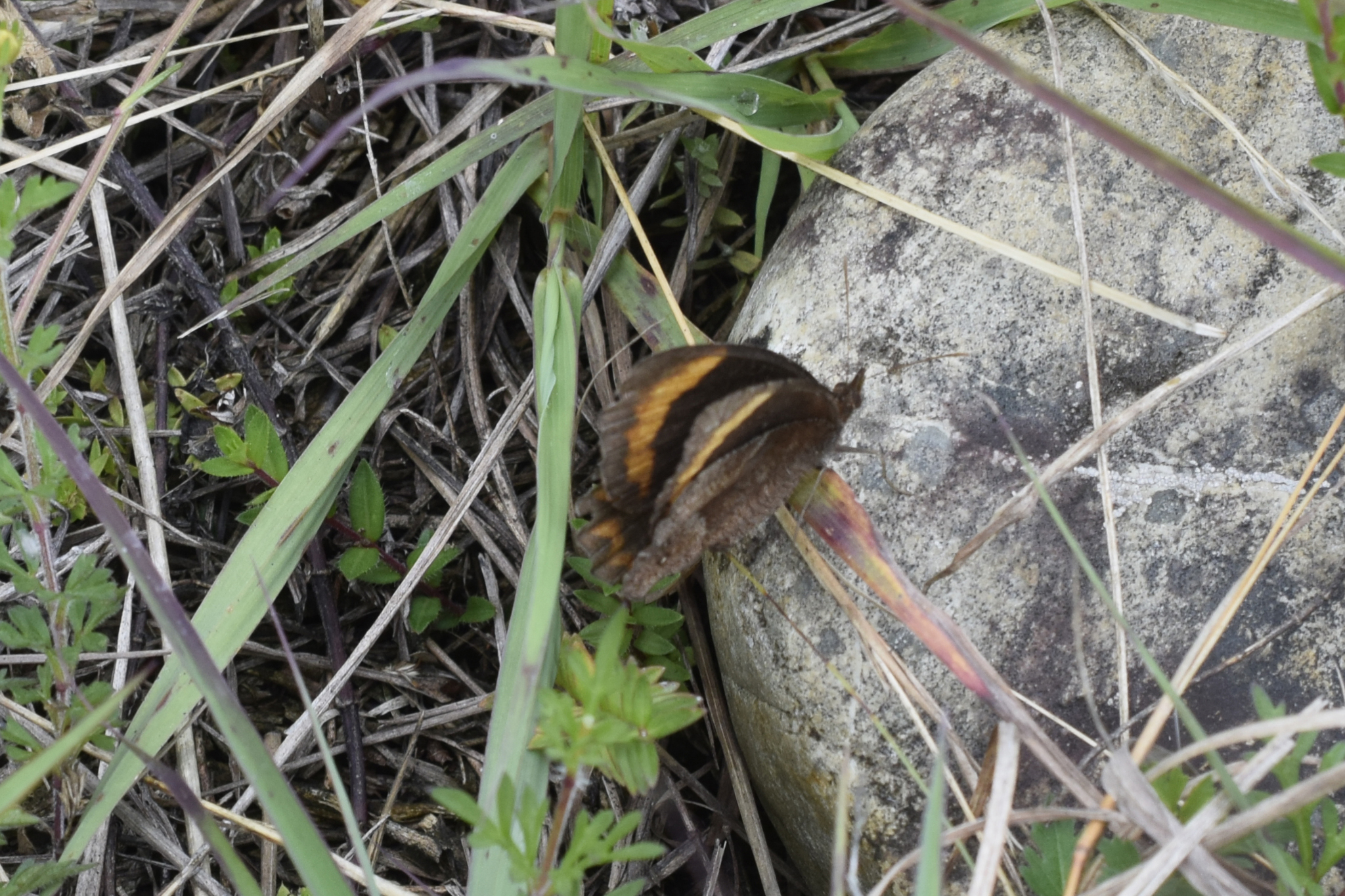 Parapedaliodes parepa image