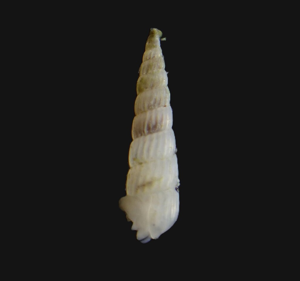 Turbonilla torquata