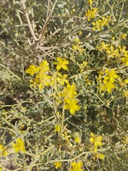 Haplophyllum tuberculatum