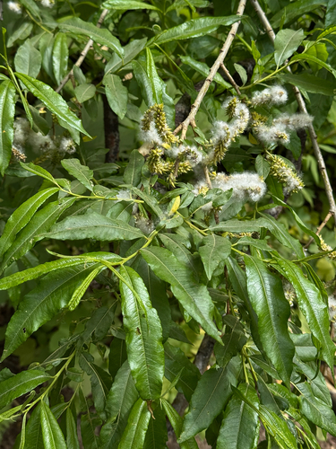 Salix udensis, photograph 6