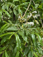 Salix udensis, photograph (c) Nikita Lavrenov, some rights reserved (CC BY)