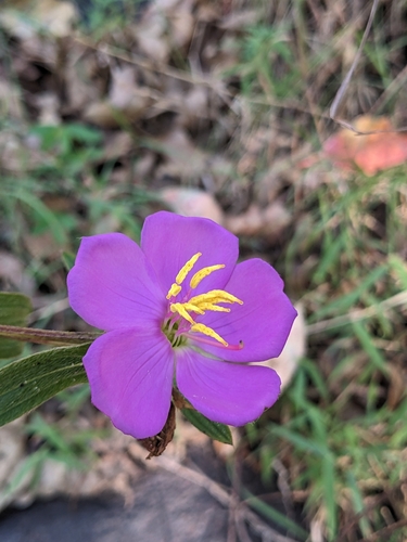 Osbeckia chinensis observed 2026-07-14